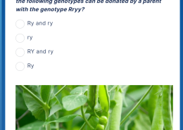 Based on the law of independent assortment, which of the following genotypes can be donated by a parent with the genotype Rryy