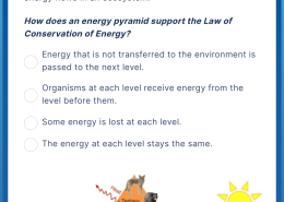 How does an energy pyramid support the Law of Conservation of Energy?