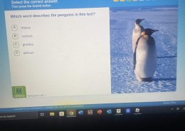 Which word describes the penguins in this text?