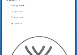 Which phase of meiosis is represented in the illustration?