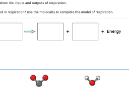 Which molecules are involved in respiration? Use the molecules to complete the model of respiration.