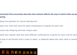 Select the statement(s) that accurately describe how meiosis affects the way in which traits are passed on from parents to offspring. Meiosis prepare the gametes for sexual reproduction. Meiosis creates four cells that have the same combinations of genes for each trait. Meiosis ensures that offspring will have unique traits. Meiosis creates four haploid cells that have different combinations of genes for each trait for each cell. Meiosis is a type of cell division that is used to repair or replenish dead cells (skin cells) to maintain cellular homeostasis